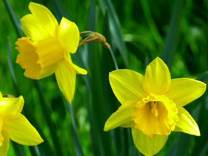daffodils-4